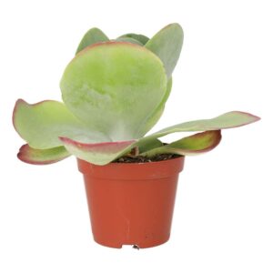 PR Live plant. Paddle Plant (Medium)