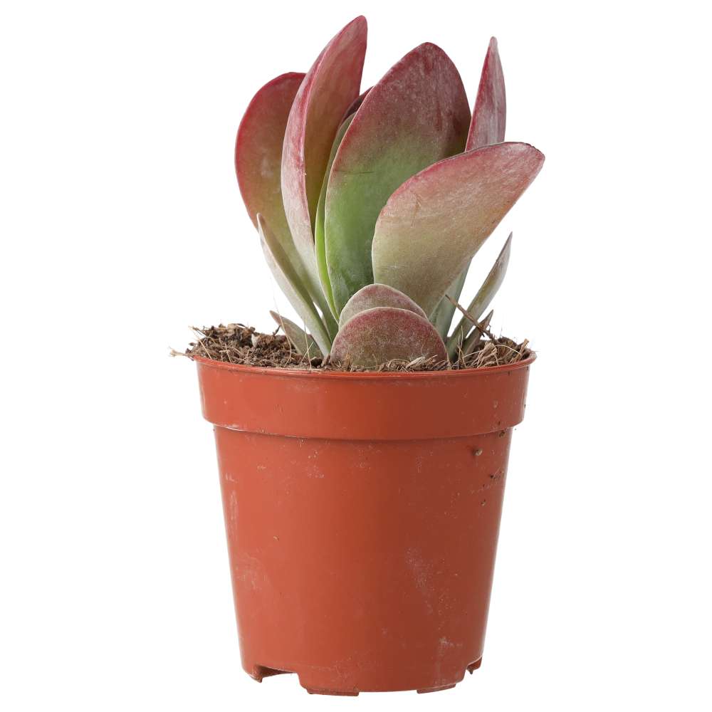 PR Live plant. Paddle Plant (Small)