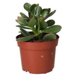 PR Live plant. Jade Plant mix (Large)