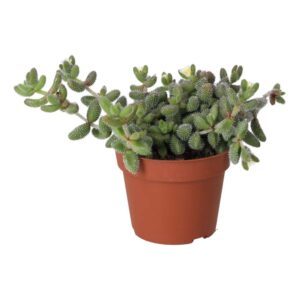 PR Live plant. Pickle Plant (Medium)