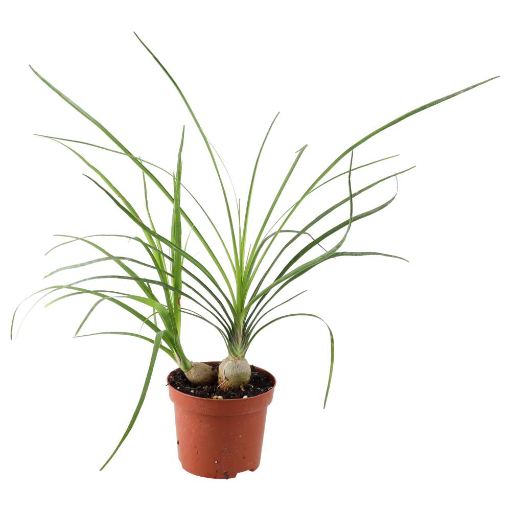 PR Live plant. Ponytail Palm (Large)
