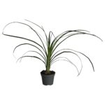 PR Live plant. Ponytail Palm (Small)