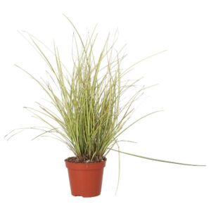 PR Live plant. Sedge Grass 'Jenneke' (Medium)