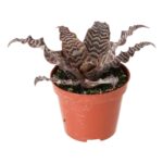 PR Live plant. Earth Star (Medium)