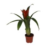 PR Live plant. Bromeliad 'Mixed Colours' (Medium)