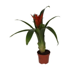 PR Live plant. Bromeliad 'Mixed Colours' (Medium)
