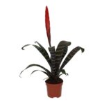 PR Live plant. Flaming Sword Bromeliad (Medium)