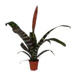 PR Live plant. Flaming Sword Bromeliad (Small)