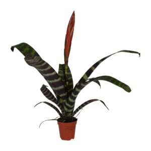 PR Live plant. Flaming Sword Bromeliad (Small)