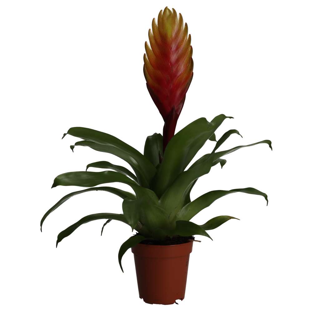 PR Live plant. Vriesea 'mixed colours' (Medium)