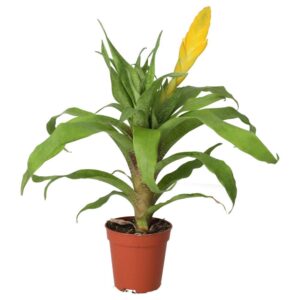 PR Live plant. Yellow Spike Bromeliad (Small)