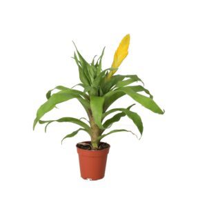 PR Live plant. Yellow Spike Bromeliad (Small)