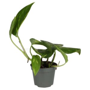 PR Live plant. Devil's Ivy (Small)
