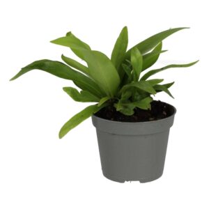 PR Live plant. Asplenium antiquum (Small)
