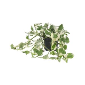 PR Live plant. Devil's Ivy "Variegated" (Large)