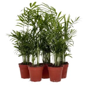 PR Live plant. Parlour Palm *Bundle 5*