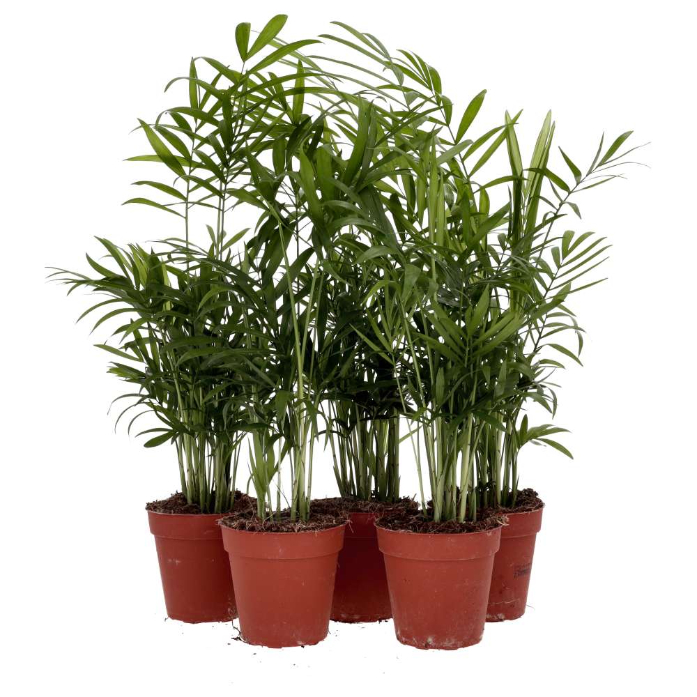 PR Live plant. Parlour Palm *Bundle 5*