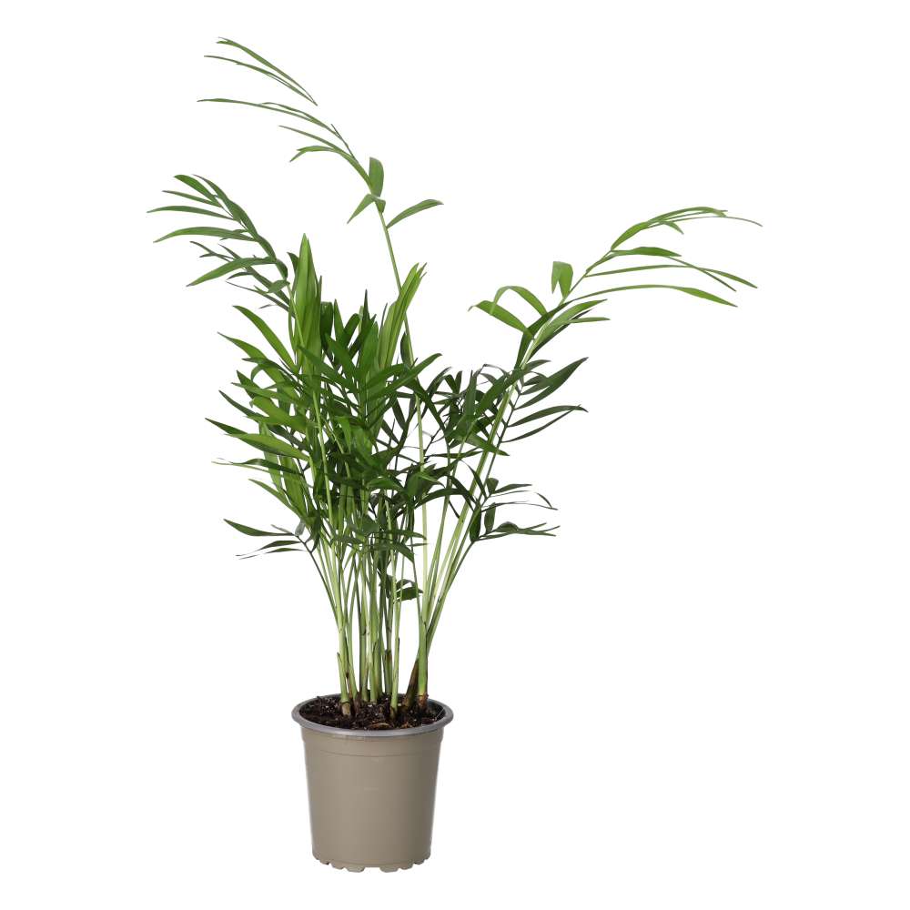 PR Live plant. Parlour Palm (Medium)