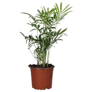 PR Live plant. Chamaedorea elegans (Small)