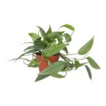 PR Live plant. Devil's Ivy 'Cebu Blue' (Large)