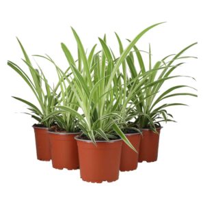 PR Live plant. Spider Plant *BUNDLE of 5* (Large)