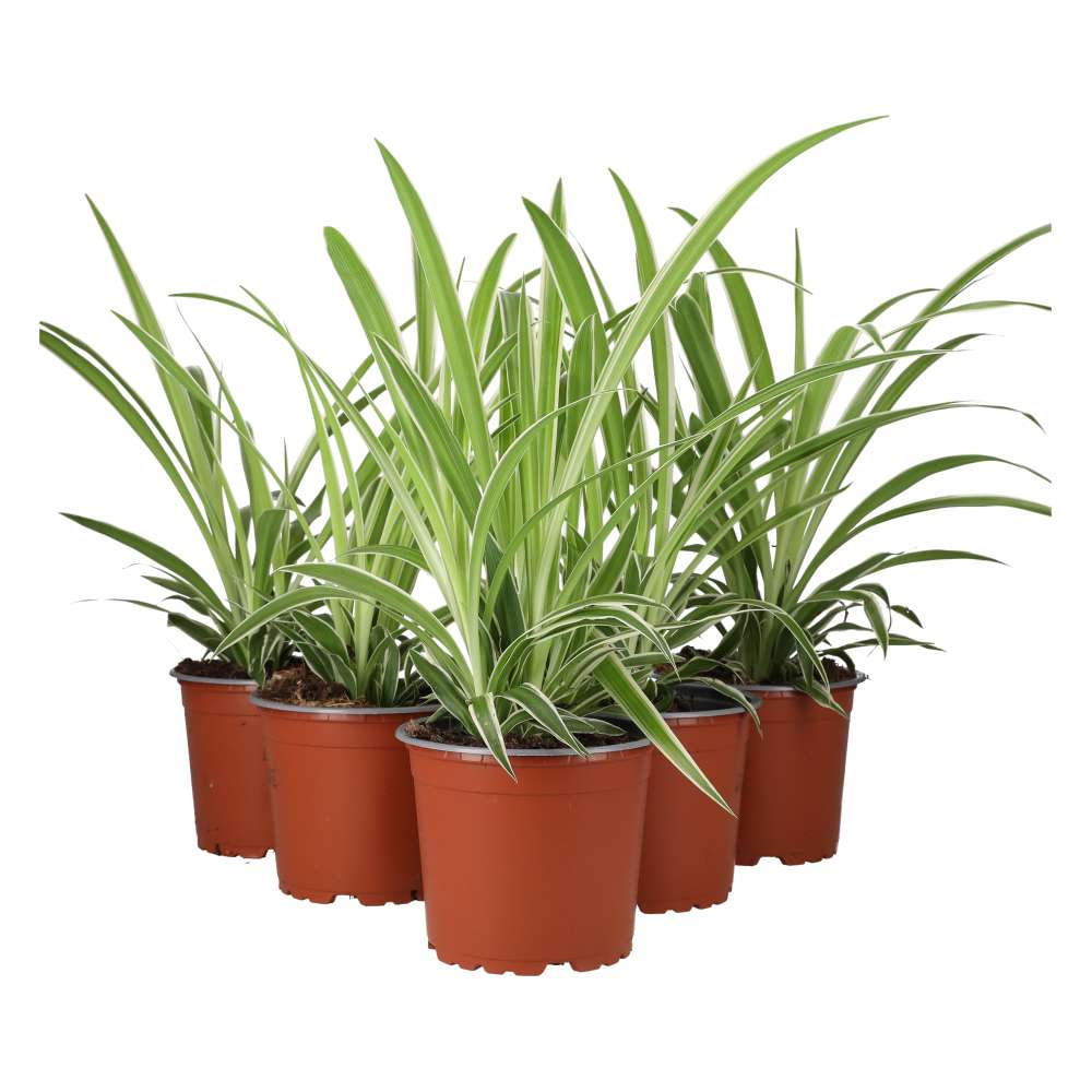 PR Live plant. Spider Plant *BUNDLE of 5* (Large)