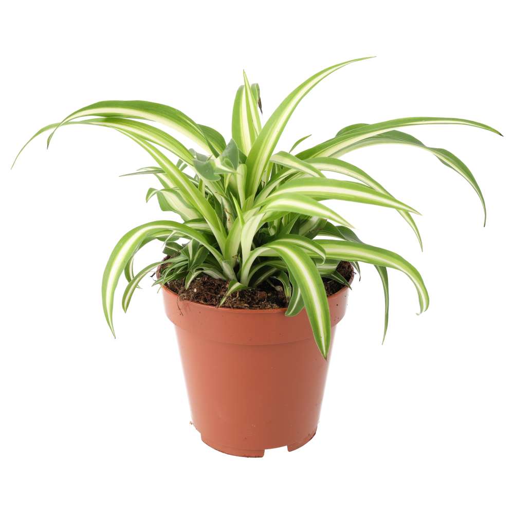 PR Live plant. Spider plant (Large)