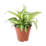 PR Live plant. Spider plant (Large)