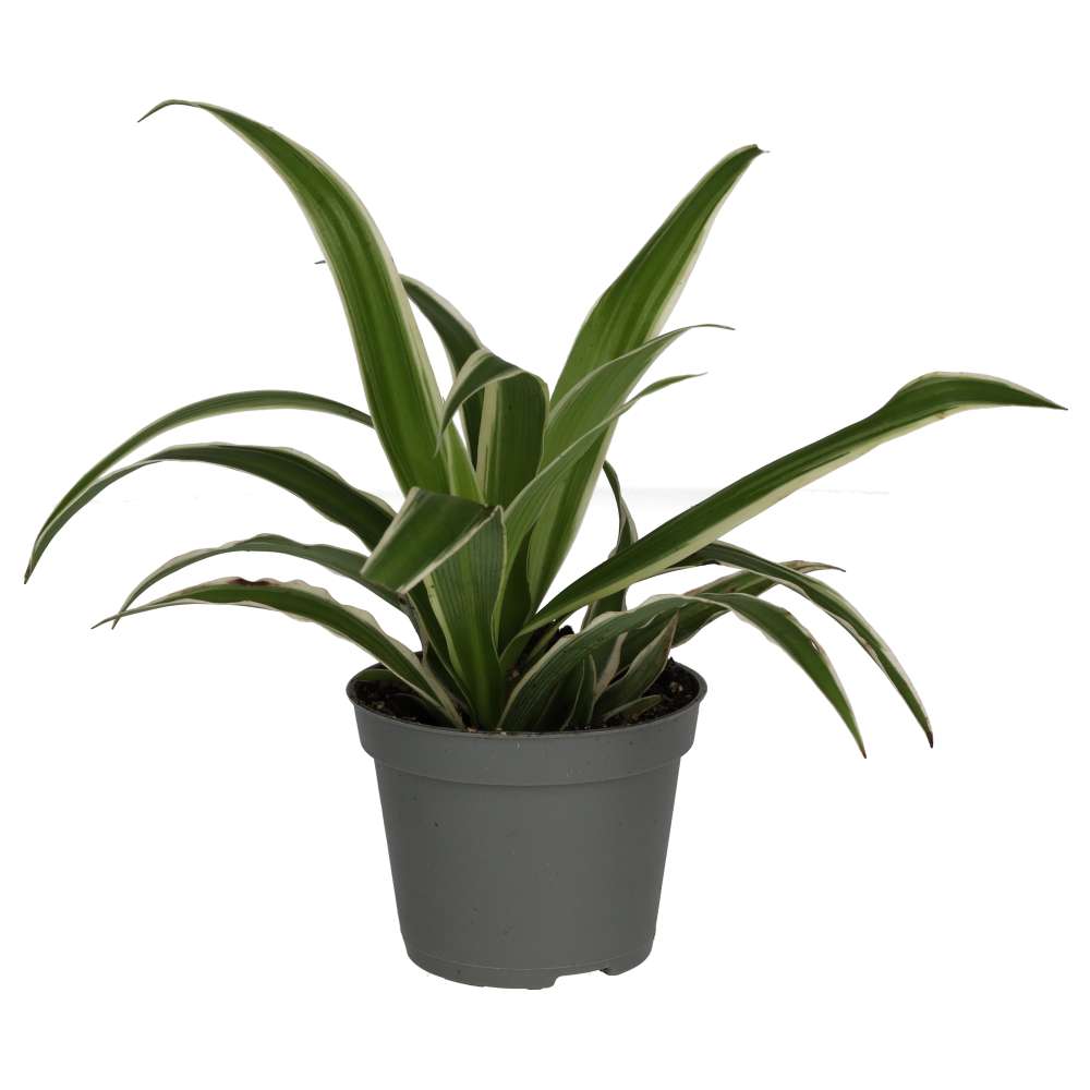 PR Live plant. Spider Plant (Small)