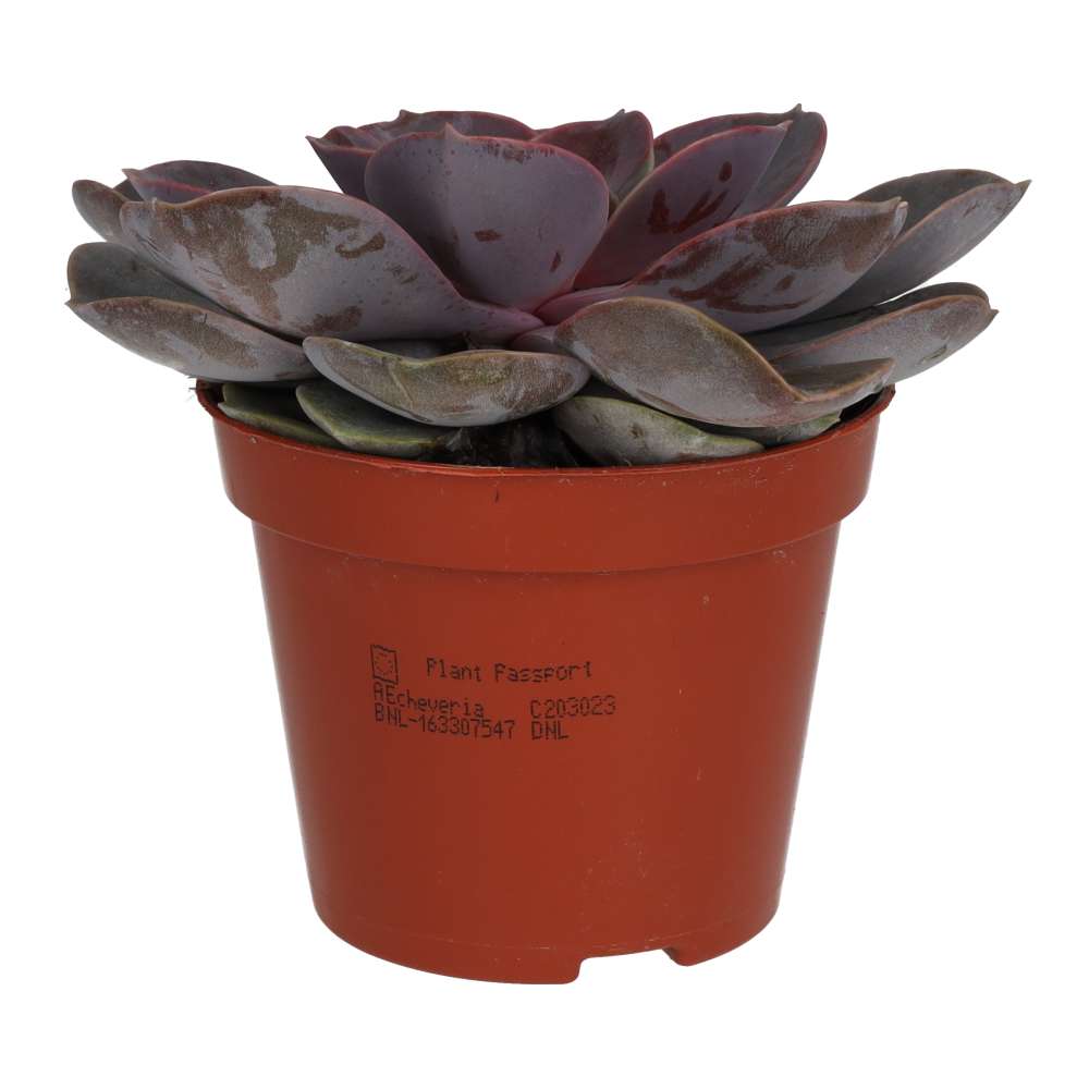 PR Live plant. Echeveria Purple Perle (Medium)