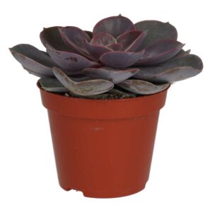 PR Live plant. Purple Echeveria (Medium)
