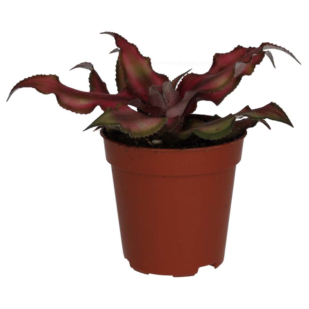 PR Live plant. Earth Star (Small)