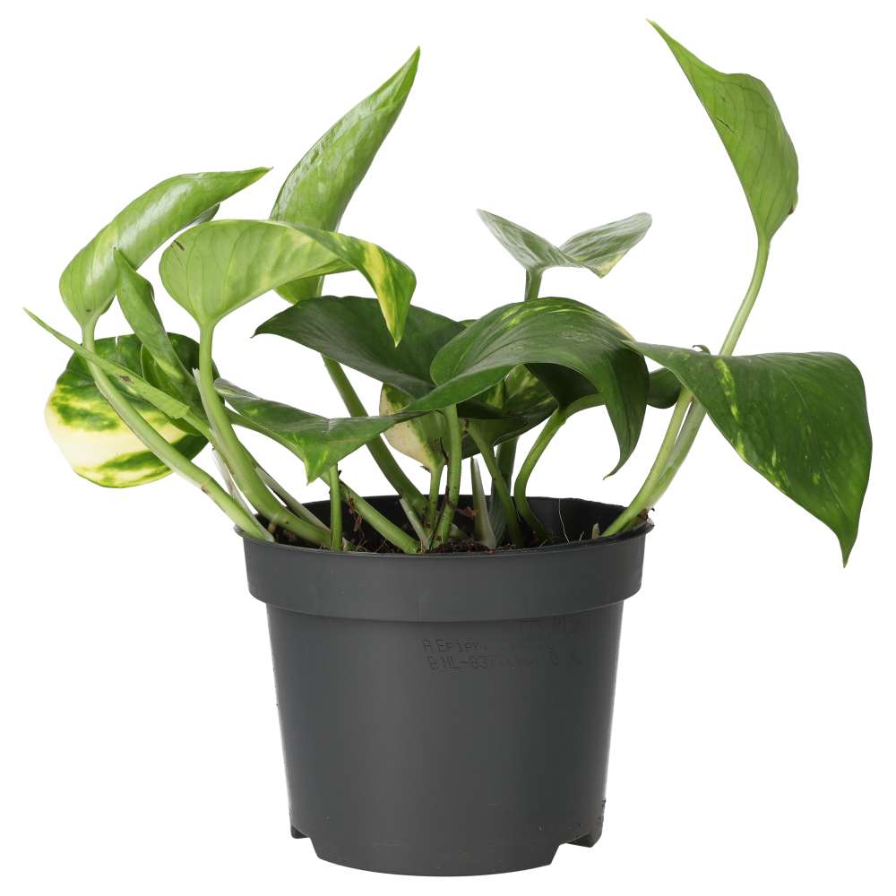 PR Live Plant. Epipremnum aureum (Large)