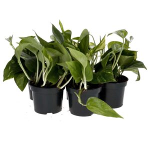 PR Live Plant. Devil's Ivy *BUNDLE of 5* (Large)