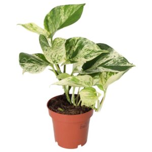 PR Live plant. Devil's Ivy 'Marble Queen' (Large)