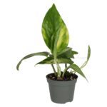 PR Live plant. Devil's Ivy (Small)