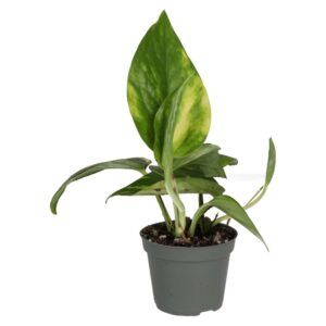 PR Live plant. Devil's Ivy (Small)