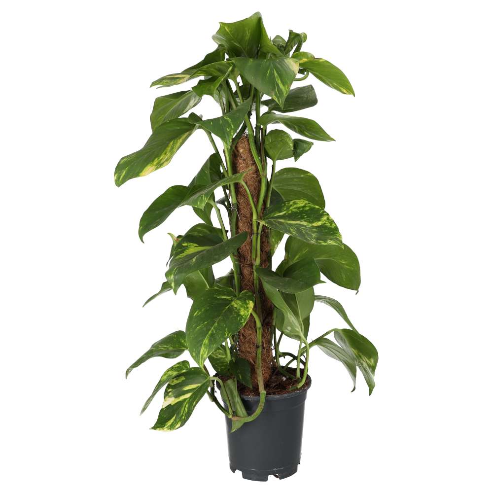 PR Live plant: Epipremnum aureum (Moss Pole)