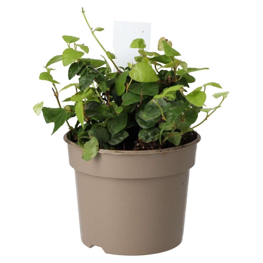 PR Live Plant: Creeping Fig (Medium)