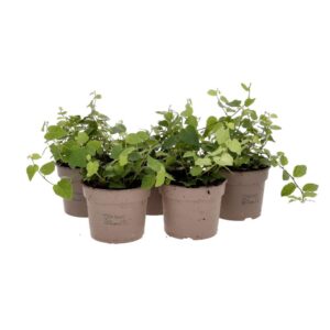 PR Live Plant: Creeping Fig *BUNDLE 5* (Medium)