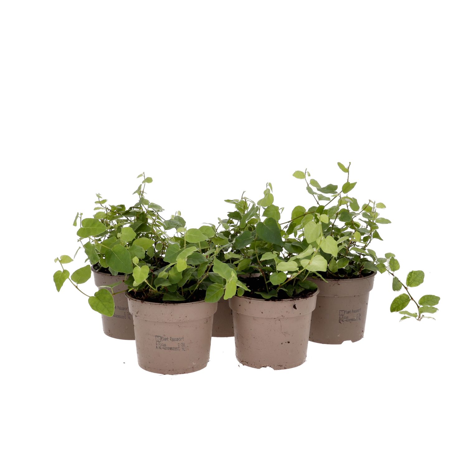 PR Live Plant: Creeping Fig *BUNDLE 5* (Medium)