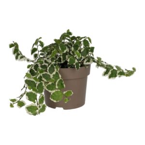 PR Live Plant: Creeping Fig "Variegated" (Large)