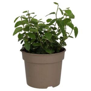 PR Live Plant: Creeping Fig "Variegated" (Medium)