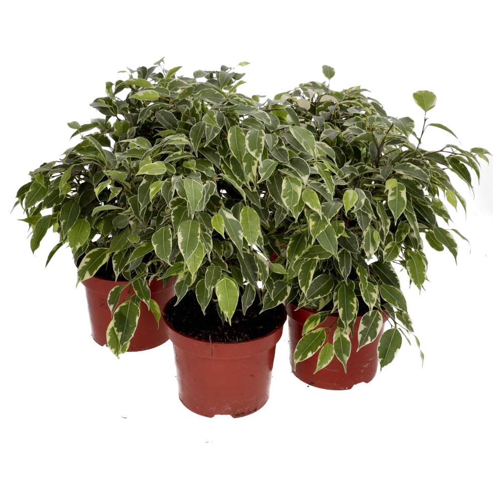 PR Live Plant: Weeping Fig *BUNDLE of 5* (Large)