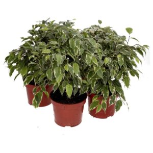 PR Live Plant: Weeping Fig *BUNDLE of 5* (Large)