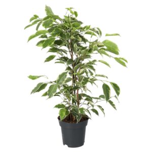 PR Live plant: Weeping Fig 'Variegated' Extra Tall