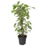 PR Live plant Weeping Fig 'Variegated' Extra Tall