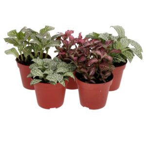 PR Live plant. Fittonia mix *BUNDLE 5* (Medium)