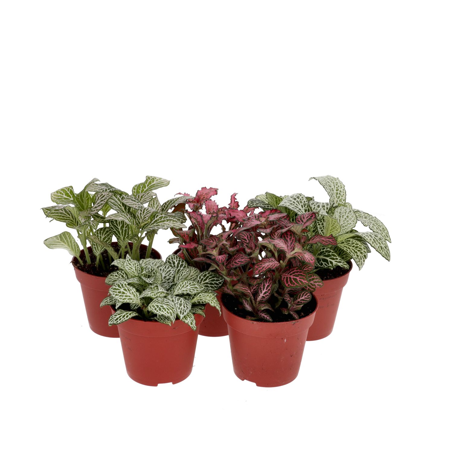 PR Live plant. Fittonia mix *BUNDLE 5* (Medium)