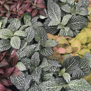 PR Live plant. Nerve Plant (Large)